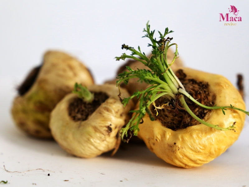 Sâm Maca Peru Có Tác Dụng Gì?